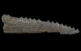 Cretaceous Swordfish (Protosphyraena) Pectoral Fin - Kansas #64318-3